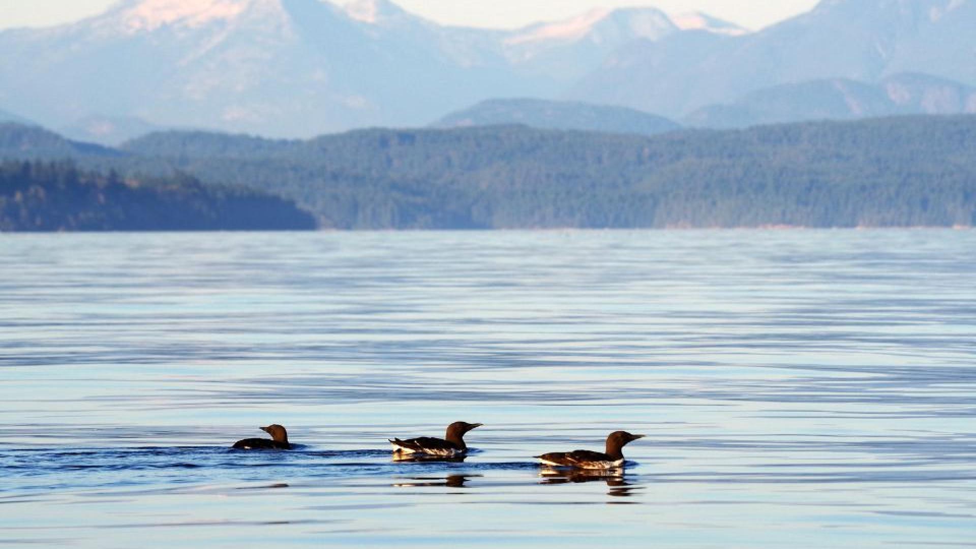 Three loons in the waters surrounding Campbell River.