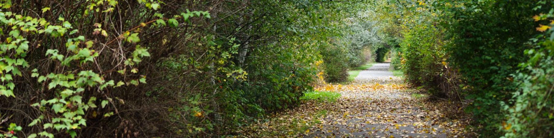 A nature trail on Baikie Island surrounded by tall trees on both sides.
