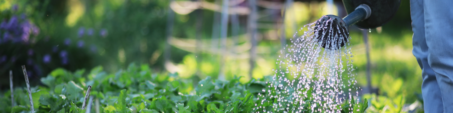 A person's hand holding a watering can, gently pouring water over a lush vegetable garden with green leafy plants.
