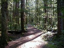 Campbell River Forest