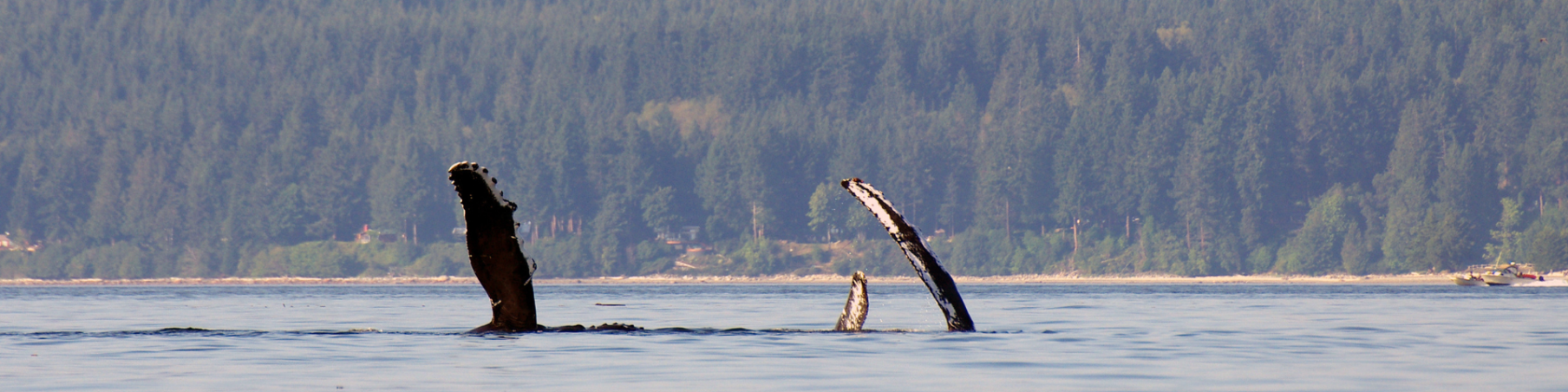Whale fins pointing out of the ocean by Campbell River.