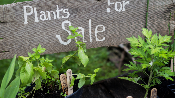 Sign with Plants For Sale with seedlings underneath.